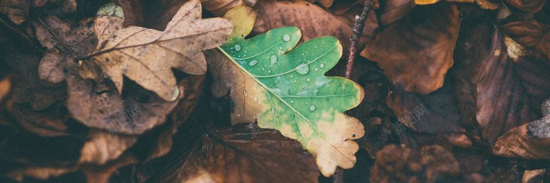 秋季落叶美景摄影15摄影图片