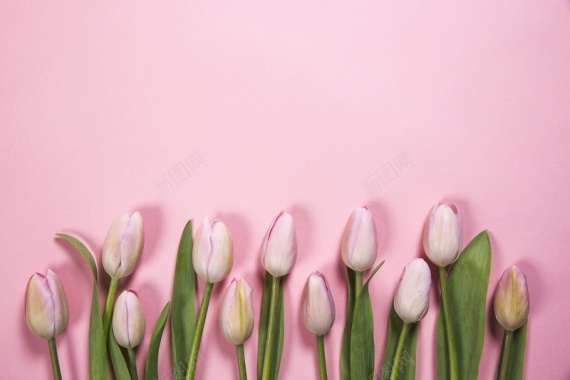 粉红春天花朵的照片背景