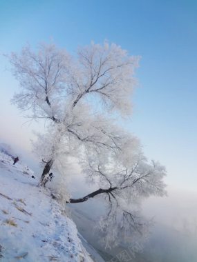 冬日白雪大树美景背景