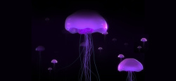 珊蝴礁石紫色梦幻水母背景高清图片