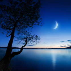 湖边的大树湖岸边的夜景高清图片