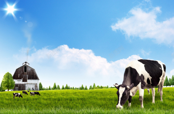 牧场奶牛太阳草原绿草地背景背景