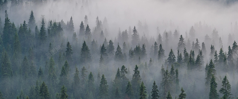 迷雾森林背景图背景