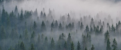 迷雾森林迷雾森林背景图高清图片