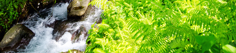 原始森林绿色植物风景平面广告矢量图eps_88icon https://88icon.com 原始森林 小溪 平面广告 摄影 新品 石头 绿色植物 阳光 风景 矢量图