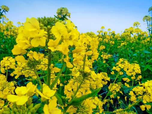 油菜花油菜花田黄花背景