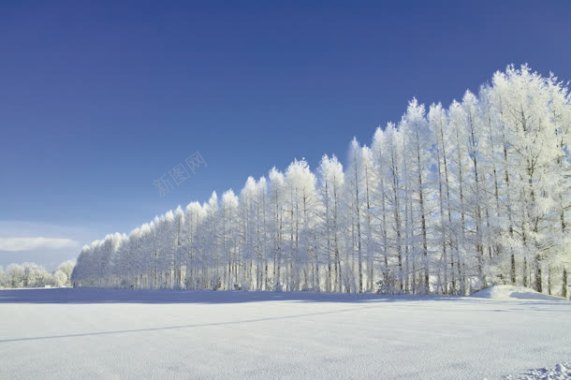 蓝天雪后的白色树林背景