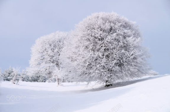 白色冬季雪地大树背景