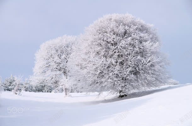 白色冬季雪地大树jpg设计背景_88icon https://88icon.com 冬季 大树 白色 雪地