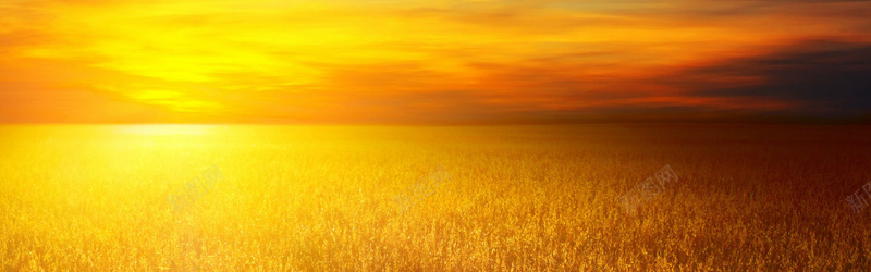 金黄色稻田背景背景
