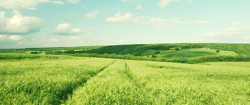 绿色的麦田背景
