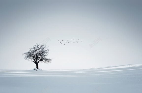 白色冬日景色飞鸟大树背景