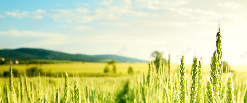 绿色小麦背景背景