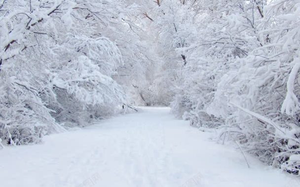 冬天雪树白茫茫的路背景