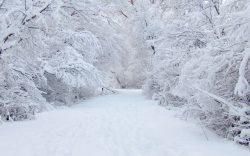 白茫茫的雪冬天雪树白茫茫的路高清图片
