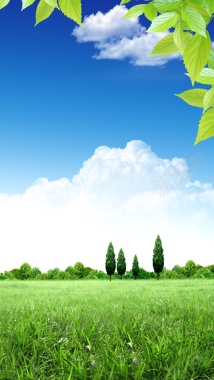 风景蓝天白云绿色树叶矢量H5背景摄影图片