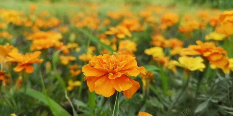 花卉黄色植物照片背景