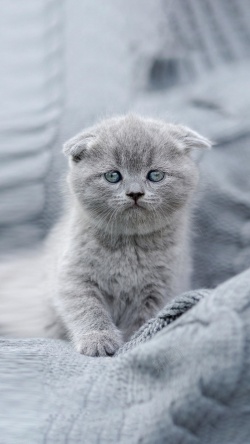 小灰猫可爱的小灰猫高清图片
