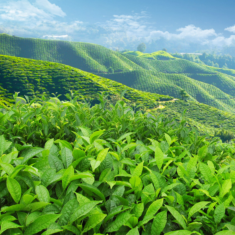 春茶节茶叶茶园绿色PSD分层主图背景psd设计背景_88icon https://88icon.com 主图 乌龙茶 新茶 春天背景 春茶节 淘宝 直通车 绿茶 茶 茶具 茶叶 茶园 龙井茶