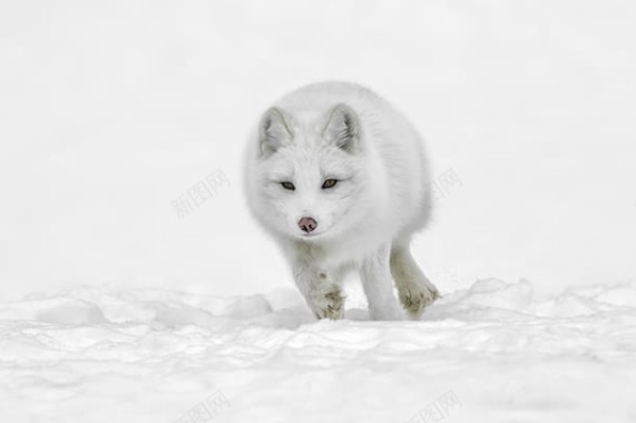 动态奔跑白色雪狼背景
