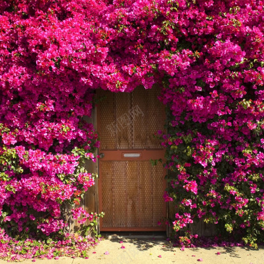 粉色花朵墙面浪漫背景摄影图片
