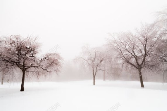 冬季雪地枯树林海报背景背景