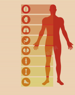 身体机能健康海报背景矢量图高清图片