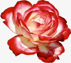 一朵鲜艳的红色多层花朵素材