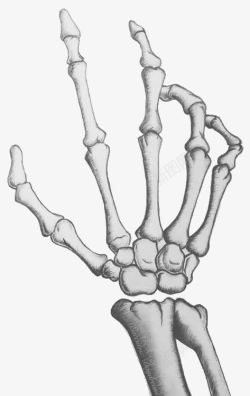 骷髅手手掌骨架高清图片