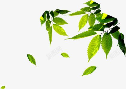 春天植树节装饰树叶png免抠素材_88icon https://88icon.com 春天 树叶 植树节 装饰