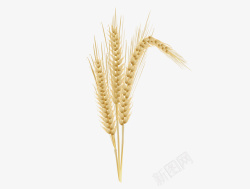 小麦秆三杆精致逼真立体金色麦穗矢量图高清图片