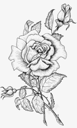 春季花朵印章黑白素描盛开的玫瑰花高清图片