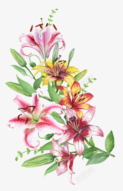百合花卉水彩创意百合花图高清图片