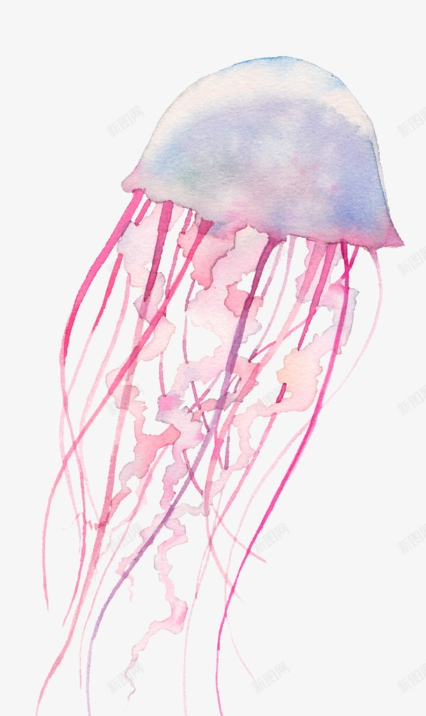 红色水母png免抠素材_88icon https://88icon.com 一个 卡通 彩色水母 手绘 水母 海生动物 简图 粉色 紫色 红色 红色水母