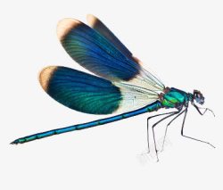 美丽的翅膀飞翔一只蜻蜓高清图片