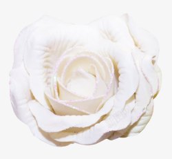 家居家纺装饰白玫瑰素材