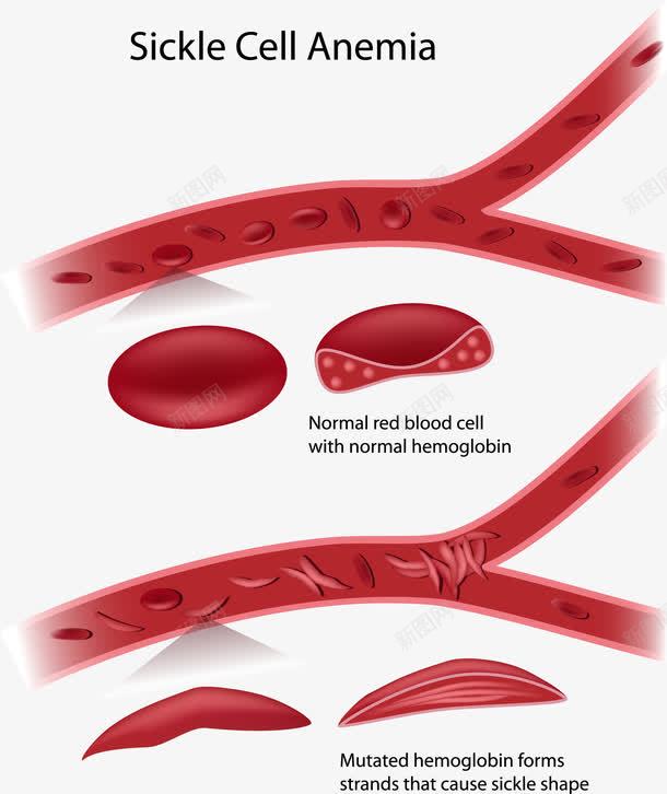血管中流动的红细胞png免抠素材_88icon https://88icon.com 心血管 流动的血液 红细胞 红细胞血液插图 血小板 血管