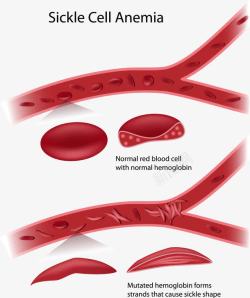 血管中流动的红细胞素材
