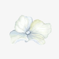 花卉贴图素材水彩画花朵装饰图高清图片