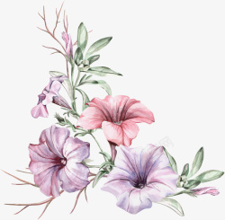 手绘花卉紫色喇叭花素材
