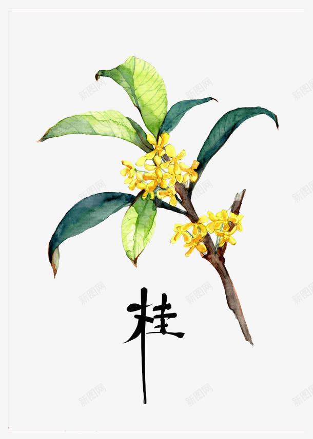 手绘桂花png免抠素材_88icon https://88icon.com 包装印花桂子飘香 金桂 食品包装图案桂花