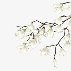 木兰花白色手绘木兰花高清图片