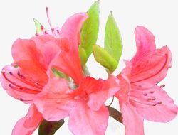 粉色杜鹃花素材
