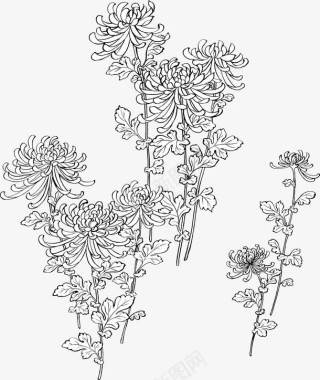 动物素描精美古典的菊花图标图标