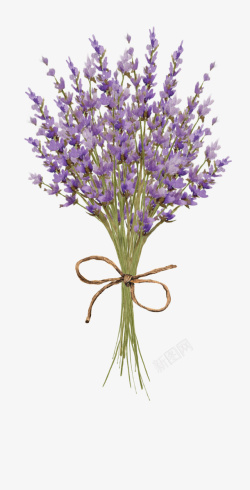 紫色花草手绘一束紫色薰衣草高清图片