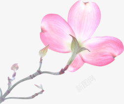 春天绽放的粉色花朵素材