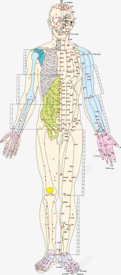 人体穴位经络彩色手绘人体经络矢量图高清图片