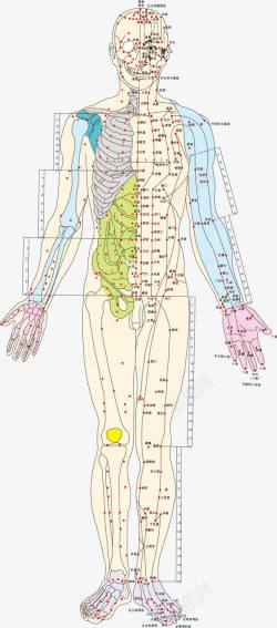 人体经络空位图彩色手绘人体经络矢量图高清图片