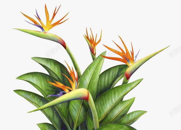 热带植物png免抠素材_88icon https://88icon.com 叶子 植物 矢量装饰 装饰 装饰画 鲜花