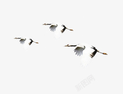 自由飞鸟自由飞翔的鹤高清图片